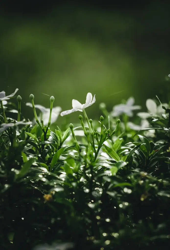 Hedione 10gram Firmenich الأصلي