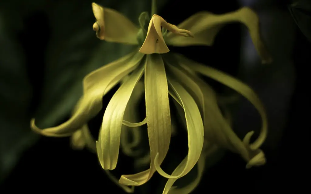 Ylang Ylang 1 Essential oil 10gram - يلانغ يلانغ