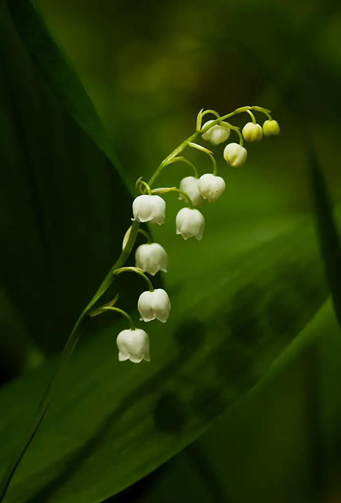 Hydroxycitronellal 5grams