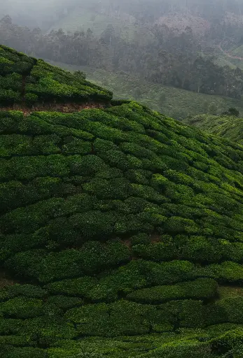 Neo Patchouli 10 grams نيو باتشولي