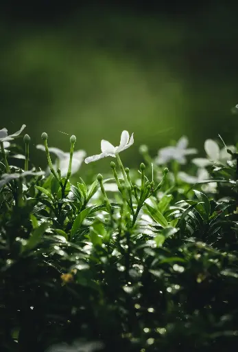 Hedione 10gram Firmenich الأصلي