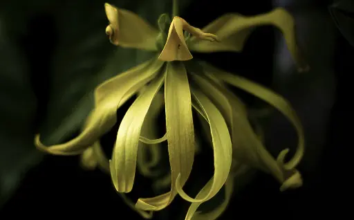 Ylang Ylang 1 Essential oil 10gram - يلانغ يلانغ