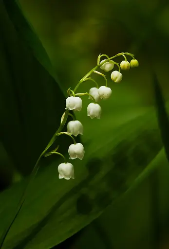 Hydroxycitronellal 5grams